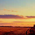 Strewn With Flocks Of Various Birds