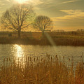 The Elm Tree