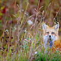 Curious Fox