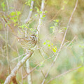 A Bird In The Bush