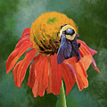 Orange Coneflower