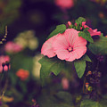 Secret Garden